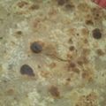 Shazia Shakir's cooksnap of when they made Simple paratha.