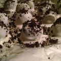 roy.watson.82's cooksnap of when they made Oreo Balls.