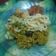 Cooksnap dari retha untuk resep Nasi Kebuli
