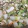 賴 的 蝦乾蘿蔔糕湯 cooksnap