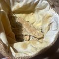 El cooksnap de Daiana Margaria cuando hizo Chalitas y marineras con semillas.