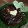 Cooksnap dari Indah Setyowathi untuk resep Brownis magicom Nutricake