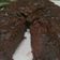 Cooksnap dari anna rohatul wardah untuk resep Brownies kukus 6 Sdm magicom