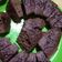 Cooksnap dari Mistiana Putri Rahmasari untuk resep Bolu Coklat Kukus 1 Telur (Tanpa Mixer)