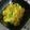 Rashmi Adhvaryu's cooksnap of when they made કાચા પપૈયા નો સંભારો (Raw Papaya Sambhara Recipe In Gujarati).