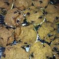 Cooksnap dari Raisa Anjani untuk resep Mufin Coklat Pisang Kukus a.k.a Steamed Choco Banana Muffins