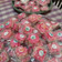 Cooksnap dari SnackQu SALATIGA untuk resep Kue Sengkulun Tepung Ketan