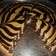 Nehal Patel's cooksnap of when they made માર્બલ કેક - એગલેસ કેક (Marble Cake Eggless Cake Recipe in Gujarati).