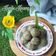 Cooksnap dari Dapoer_Angkring untuk resep 41. Kacang Hijau (Isian Pao)