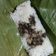 Cooksnap dari Yenti Alni Hidayati untuk resep Nasi bakar ikan tongkol bumbu bali