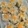 Cooksnap dari Imay ppa untuk resep Dimsum Ayam Udang