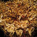 Cooksnap dari st2634 untuk resep Mie goreng burung dara
