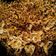 Cooksnap dari st2634 untuk resep Mie goreng burung dara