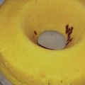 Cooksnap dari D untuk resep Bolu kukus sederhana