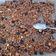 Kstee Cooksnap-ja, amikor elkészítette a(z) Granola, az extra müzli receptet.