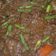 Cooksnap dari ummu jihad untuk resep Brongkos Daging