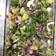 El cooksnap de Gino Arriagada Tapia cuando hizo Salpicón con jurel y verduras 😋🥑.