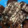 Cooksnap dari Vicky M untuk resep Pisang goreng maizena