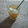 El cooksnap de Lady Marmalade cuando hizo Te Verde Helado con Menta y limón.