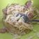 Cooksnap dari Uthe Tirza untuk resep Fettucine Carbonara