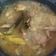 Cooksnap dari Lazy Cat untuk resep Ayam Goreng Lengkuas Empuk Gurih Wangi Rempah