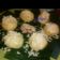 Cooksnap dari Puji Mpn mama Arfan - Irfan untuk resep Bakpao empuk | simple| untung buat jualan | gasampe 1 jam