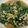 秋日 的 韓式小菜：涼拌芝麻菠菜 cooksnap