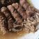 Cooksnap dari Sarah Fadillah untuk resep Sliced Beef with Enoki Mushrooms (simple)