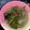 Cooksnap dari R untuk resep Lodeh daun koah