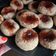 El cooksnap de Magali Kresta cuando hizo Pepas integrales veganas 🍪.