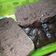 Cooksnap dari Erni Bawel1301 untuk resep Brownies Kukus Chocolatos🍮
