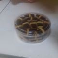 Cooksnap dari Emi Yuliati untuk resep Coklat Stick Cookies #BikinRamadanBerkesan#