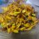 Cooksnap dari Umma Malika untuk resep Pampis tongkol