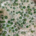 Dobos Mónika Cooksnap-ja, amikor elkészítette a(z) Egyszerű, gyors zöldborsófőzelék sült virslivel receptet.