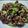 Cooksnap dari Farhah untuk resep Bulgogi (Korean Beef BBQ)