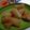 Cooksnap dari ariamudi untuk resep Singkong goreng mekar