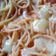 El cooksnap de Itzel Meneses Ocampo cuando hizo Otro Spaghetti Rojo.