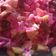 Cooksnap dari Rachmawaty Landjar untuk resep Salad Buah