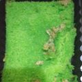 Cooksnap dari Liana Azwar untuk resep Bolu Pandan Panggang Ekonomis 3 Telur
