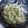 Valorie Nowlin's cooksnap of when they made Cucumber Salad - I don't like cucumbers and this is so good!!!.