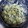Valorie Nowlin's cooksnap of when they made Cucumber Salad - I don't like cucumbers and this is so good!!!.