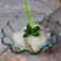 Cooksnap de Un amour de cuisine sur la recette Sorbet citron jaune