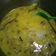 Cooksnap dari deria25-newbie untuk resep Gule kambing