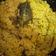 Cooksnap dari Nurillah untuk resep Nasi kuning gurih