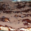 El cooksnap de Evelyn Rocío Rojo Gomes cuando hizo Tarta Tiramisú Para Papá.