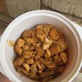 Cooksnap dari Ayrine Tjandra untuk resep Pokcoy Ayam Jamur