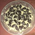 Cooksnap dari Ratih Bahtiaintan untuk resep Puding Oreo