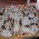 Cooksnap dari Ayu Yumiena Zahiyyah Az-Zahidah untuk resep Pizza ala-ala