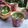 Cooksnap dari Mama Upay untuk resep Pandan Chiffon Cupcake