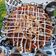 Cooksnap dari Riezka Awaliah untuk resep Okonomiyaki Osaka Style!